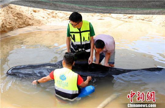救护专家人员为搁浅领航鲸检查身体。　陈思国摄